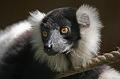 Zoo Schmiding 017